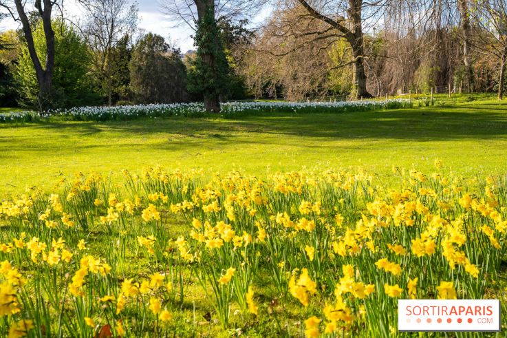 Le Parc de Bagatelle au printemps, cerisier, tulipes et jonquilles - photos
