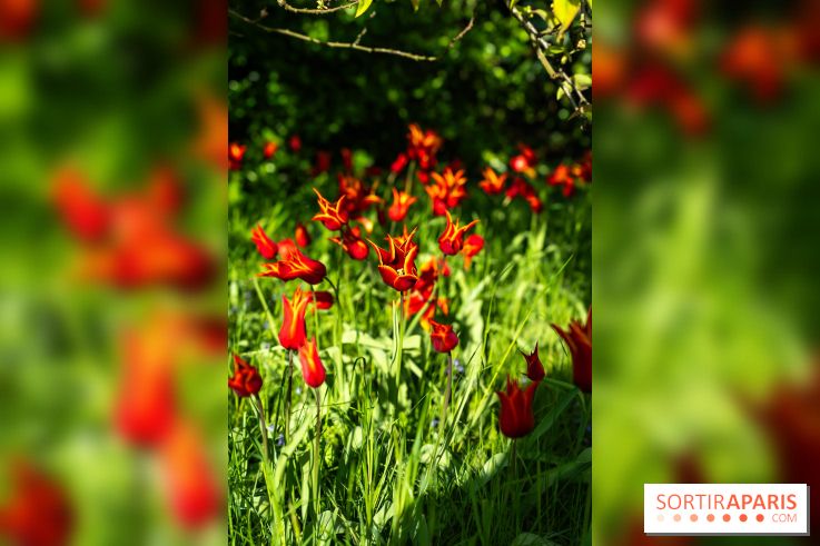 Le Parc de Bagatelle au printemps, cerisier, tulipes et jonquilles - photos