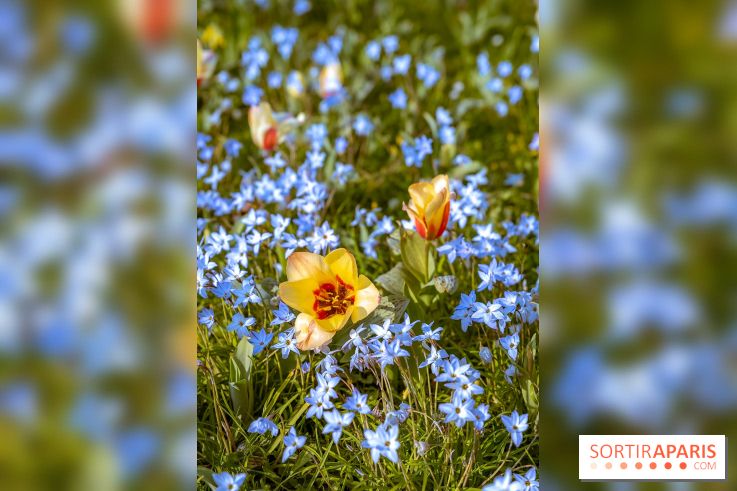 Le Parc de Bagatelle au printemps, cerisier, tulipes et jonquilles - photos