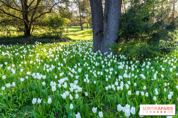 Le Parc de Bagatelle au printemps, cerisier, tulipes et jonquilles - photos