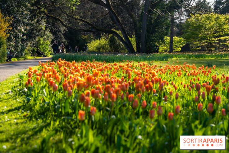 Le Parc de Bagatelle au printemps, cerisier, tulipes et jonquilles - photos