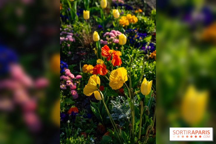 Le Parc de Bagatelle au printemps, cerisier, tulipes et jonquilles - photos