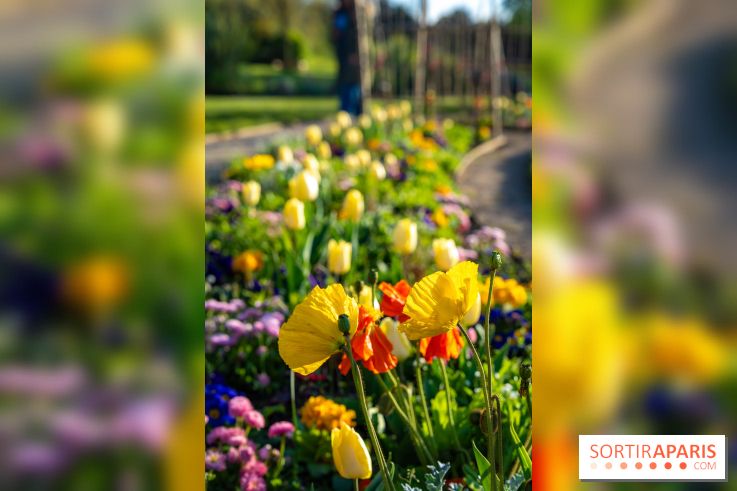 Le Parc de Bagatelle au printemps, cerisier, tulipes et jonquilles - photos