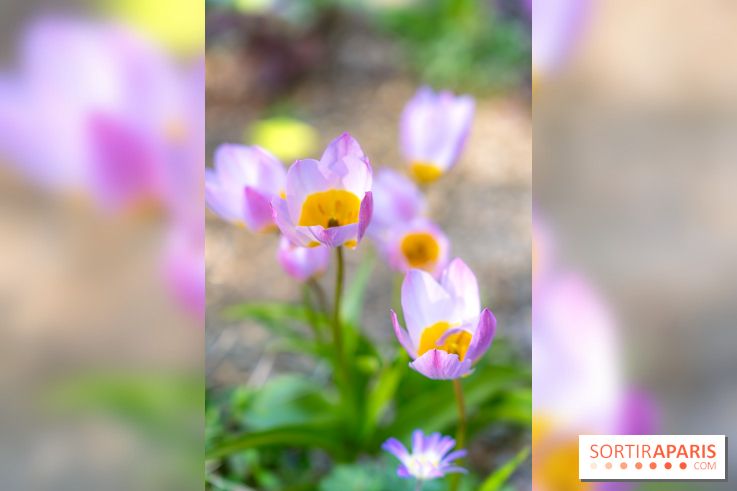 Le Parc de Bagatelle au printemps, cerisier, tulipes et jonquilles - photos
