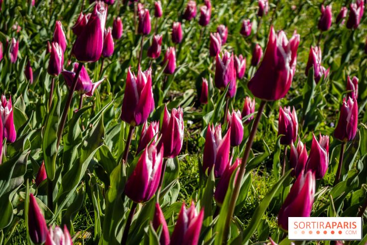Les tulipes du Château de Dampierre, son jardin anglais et le jardin Le Nôtre