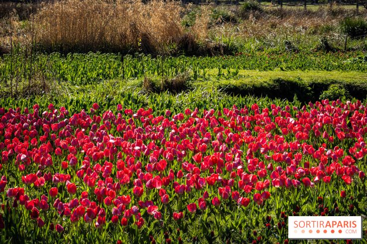 Les tulipes du Château de Dampierre, son jardin anglais et le jardin Le Nôtre