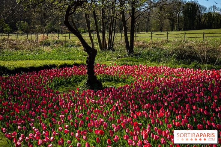 Les tulipes du Château de Dampierre, son jardin anglais et le jardin Le Nôtre