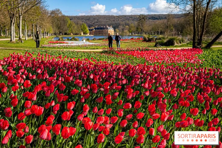 Les tulipes du Château de Dampierre, son jardin anglais et le jardin Le Nôtre