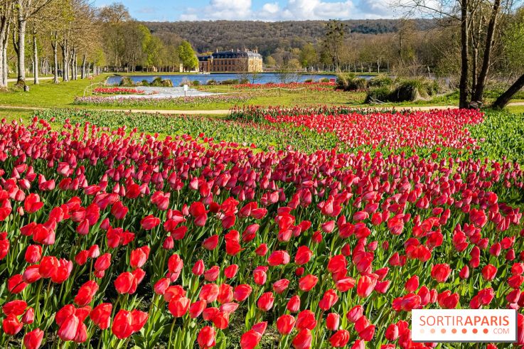 Les tulipes du Château de Dampierre, son jardin anglais et le jardin Le Nôtre