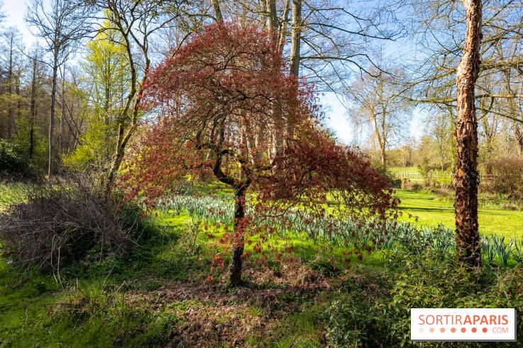 Les tulipes du Château de Dampierre, son jardin anglais et le jardin Le Nôtre