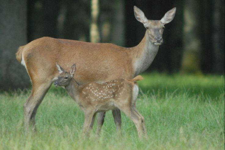 Campagne #36776 - biche et faon audrey costes 86