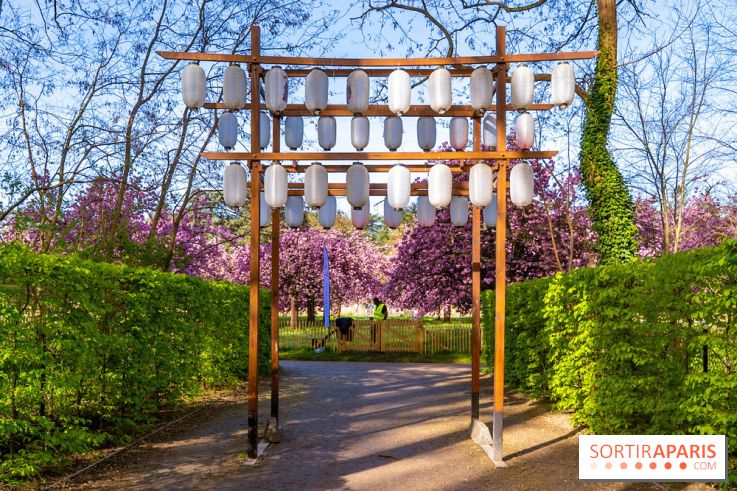 Hanami au Parc de Sceaux 2026, les cerisiers en fleurs et ses  animations