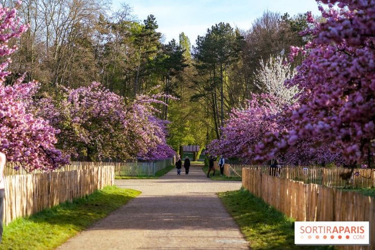 Hanami au Parc de Sceaux 2026, les cerisiers en fleurs et ses  animations - A7C01497