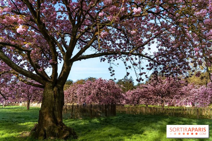 Hanami au Parc de Sceaux 2026, les cerisiers en fleurs et ses  animations