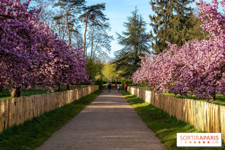 Hanami au Parc de Sceaux 2026, les cerisiers en fleurs et ses  animations