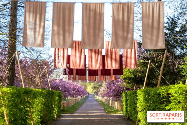 Hanami au Parc de Sceaux 2026, les cerisiers en fleurs et ses  animations - A7C01486