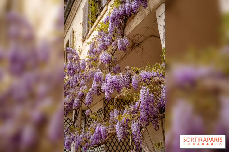 Château de Courson et son domaine : Parc Botanique et Jardin Remarquable en Région Parisienne  - A7C03024