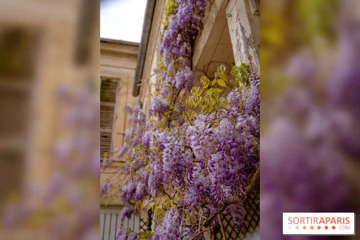 Château de Courson et son domaine : Parc Botanique et Jardin Remarquable en Région Parisienne  - A7C03026