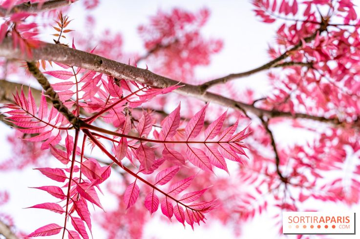 Le Château de Buc et son superbe domaine, parc paysagé aux nombreux trésors - A7C03148