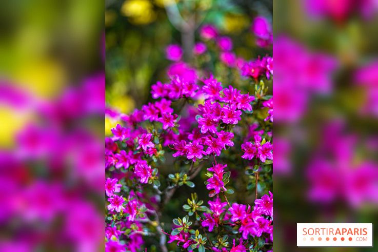 Parc et Jardins du Château de Fontainebleau - les photos  - A7C04481