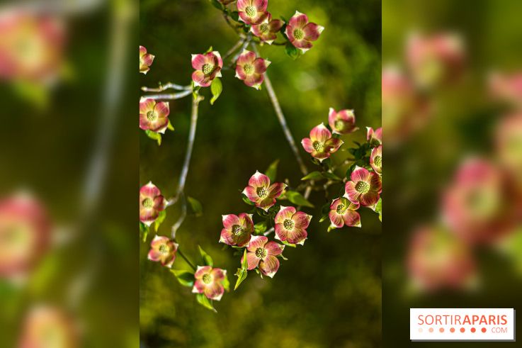 Parc et Jardins du Château de Fontainebleau - les photos  - A7C04484