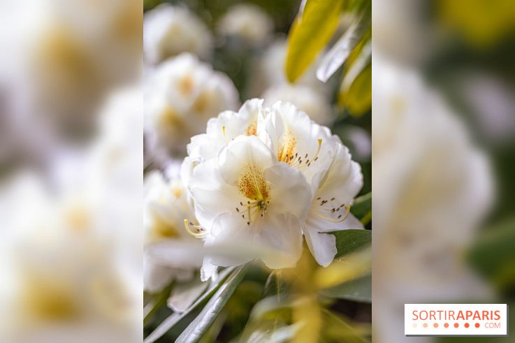 Parc et Jardins du Château de Fontainebleau - les photos  - A7C04469
