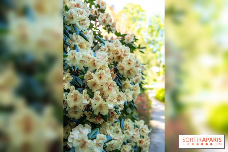 Parc et Jardins du Château de Fontainebleau - les photos  - A7C04819