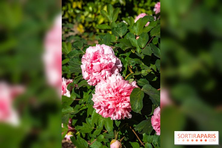 Parc et Jardins du Château de Fontainebleau - les photos  - A7C04810