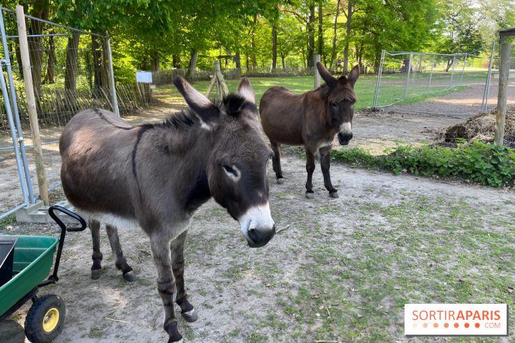 Avon'Ânes, les balades avec des ânes, à Avon - nos photos - IMG 7768