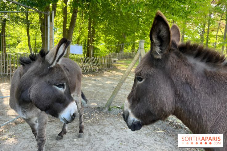 Avon'Ânes, les balades avec des ânes, à Avon - nos photos - IMG 7769