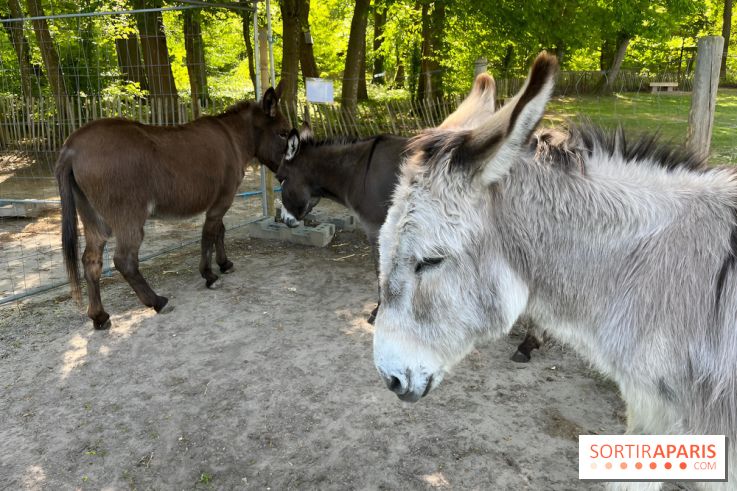 Avon'Ânes, les balades avec des ânes, à Avon - nos photos - IMG 7778