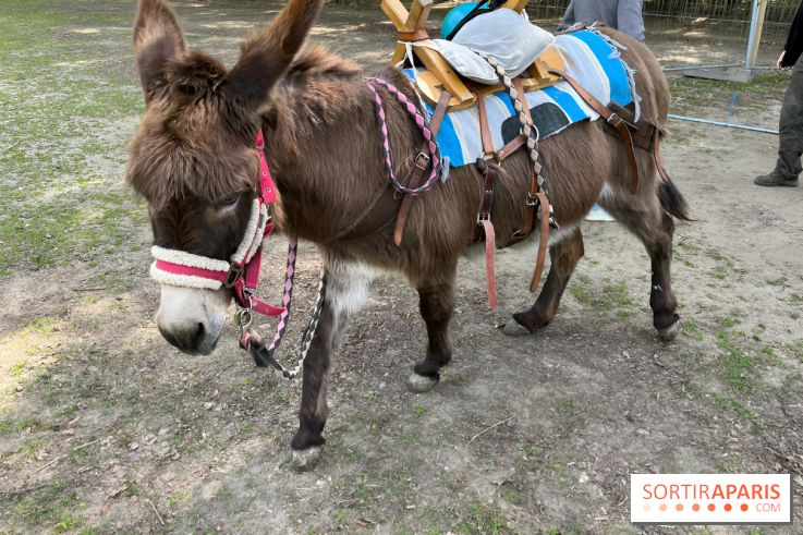 Avon'Ânes, les balades avec des ânes, à Avon - nos photos - IMG 7779