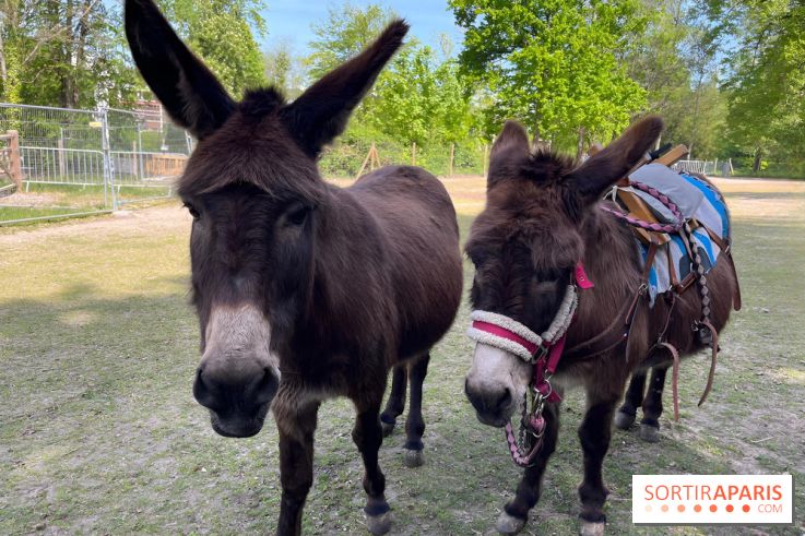 Avon'Ânes, les balades avec des ânes, à Avon - nos photos - IMG 7781