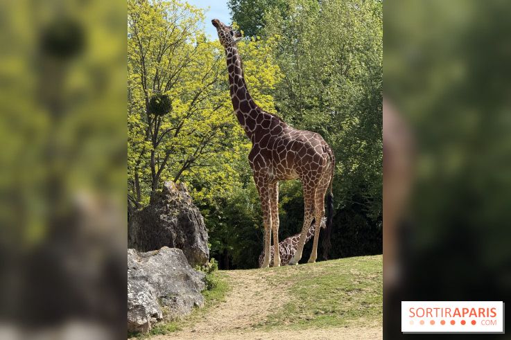 ZooParc de Beauval et Hôtel Les Pagodes de Beauval - IMG 5377