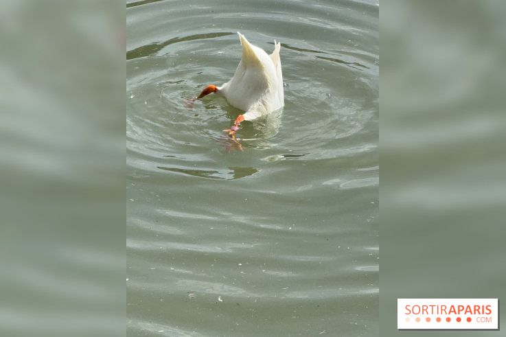 ZooParc de Beauval et Hôtel Les Pagodes de Beauval - IMG 5382