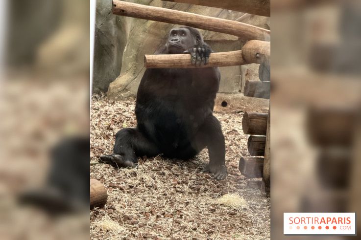 ZooParc de Beauval et Hôtel Les Pagodes de Beauval - IMG 5425
