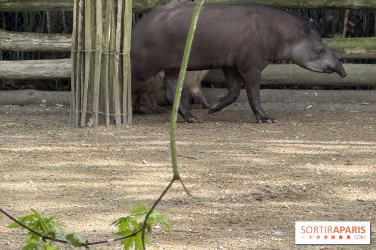 ZooParc de Beauval et Hôtel Les Pagodes de Beauval - IMG 5449