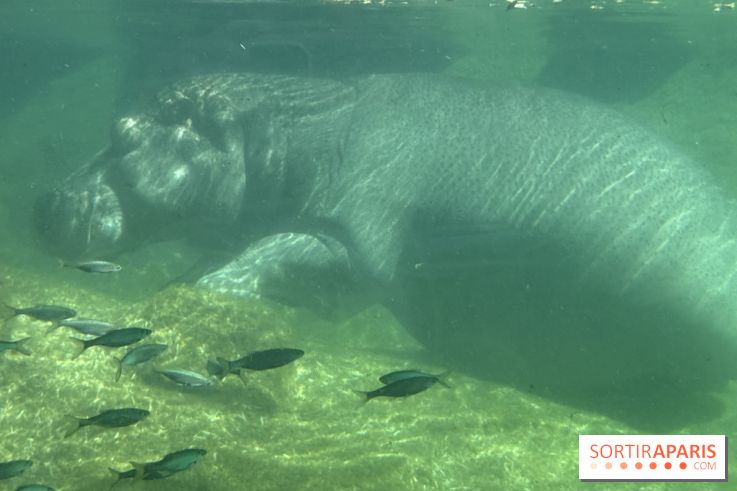 ZooParc de Beauval et Hôtel Les Pagodes de Beauval - IMG 5543