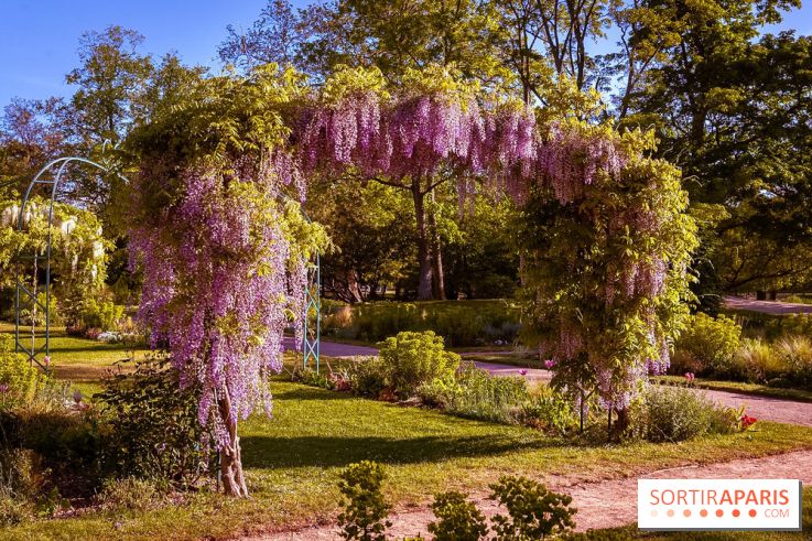 Le Parc des Ibis au Vésinet dans les Yvelines en Région Parisienne - photos  - A7200440