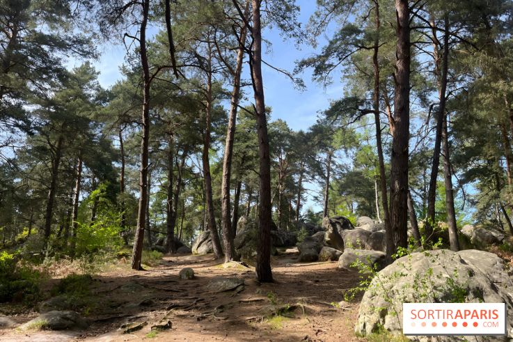 Escalade en Forêt de Fontainebleau - nos photos