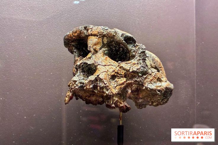 Préhistoire, entre utopie et réalité  - IMG 5558