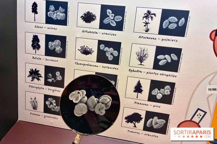 Préhistoire, entre utopie et réalité  - IMG 5646