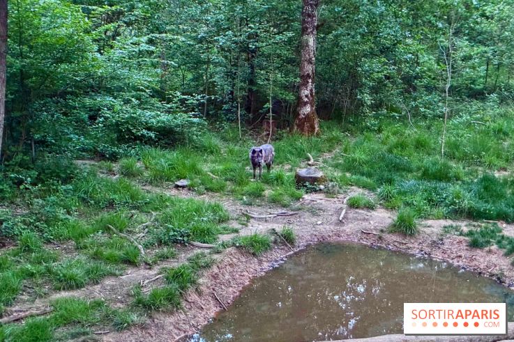 Bivouac avec les loups