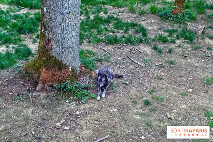 Bivouac avec les loups