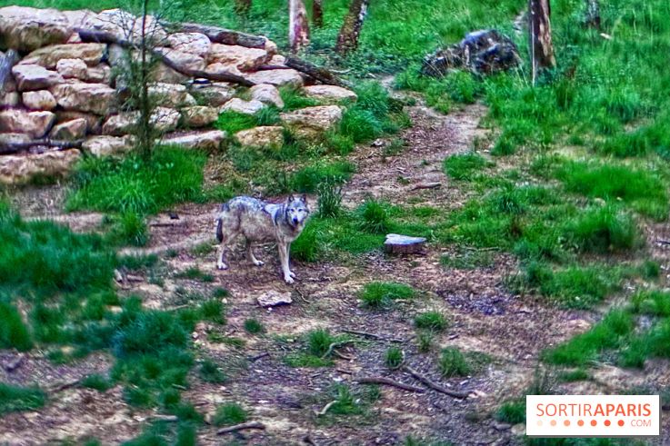 Bivouac avec les loups