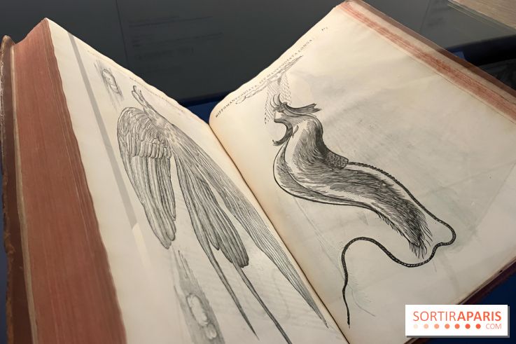Plumes de Paradis, l'expo au musée du Quai Branly - nos photos
