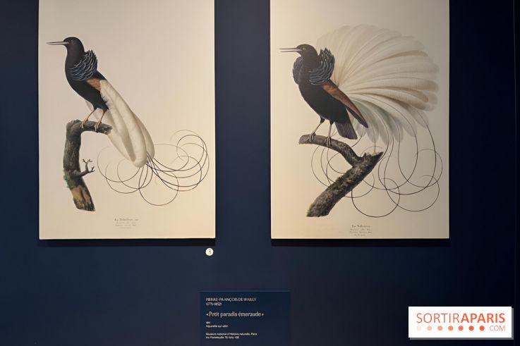 Plumes de Paradis, l'expo au musée du Quai Branly - nos photos