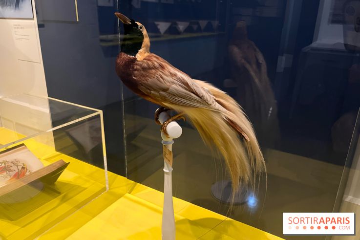 Plumes de Paradis, l'expo au musée du Quai Branly - nos photos