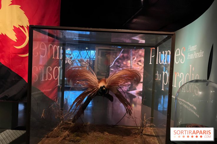 Plumes de Paradis, l'expo au musée du Quai Branly - nos photos
