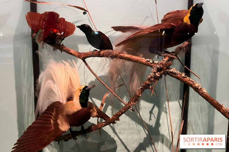 Plumes de Paradis, l'expo au musée du Quai Branly - nos photos